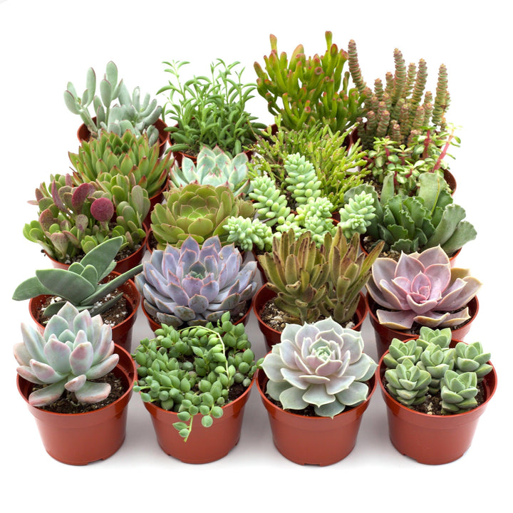 Assorted Succulent Variety - Casey & Company