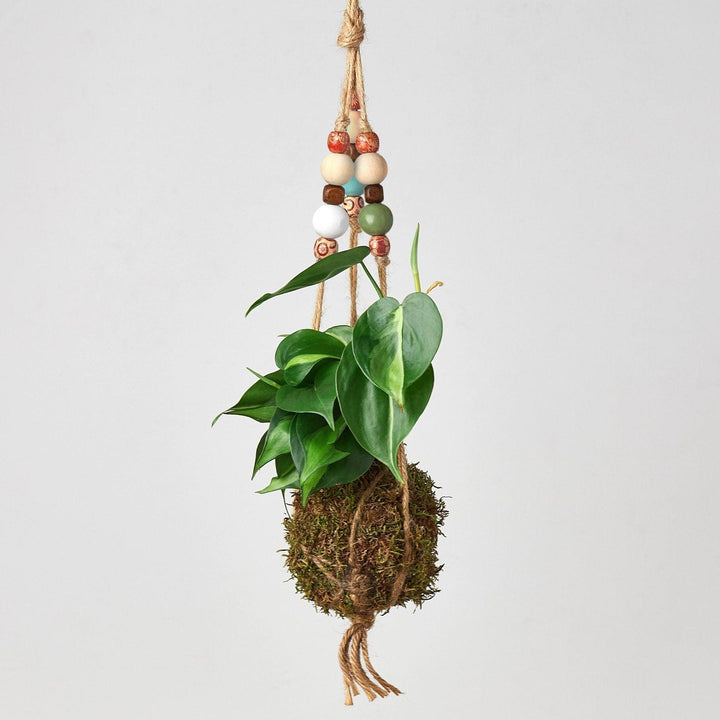 Bead Kokedama Moss Ball Hanging Plant - Casey & Company