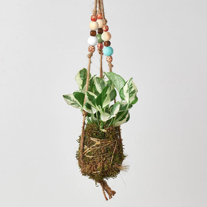 Bead Kokedama Moss Ball Hanging Plant - Casey & Company