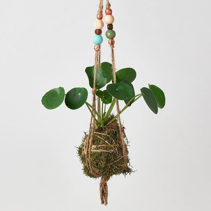 Bead Kokedama Moss Ball Hanging Plant - Casey & Company