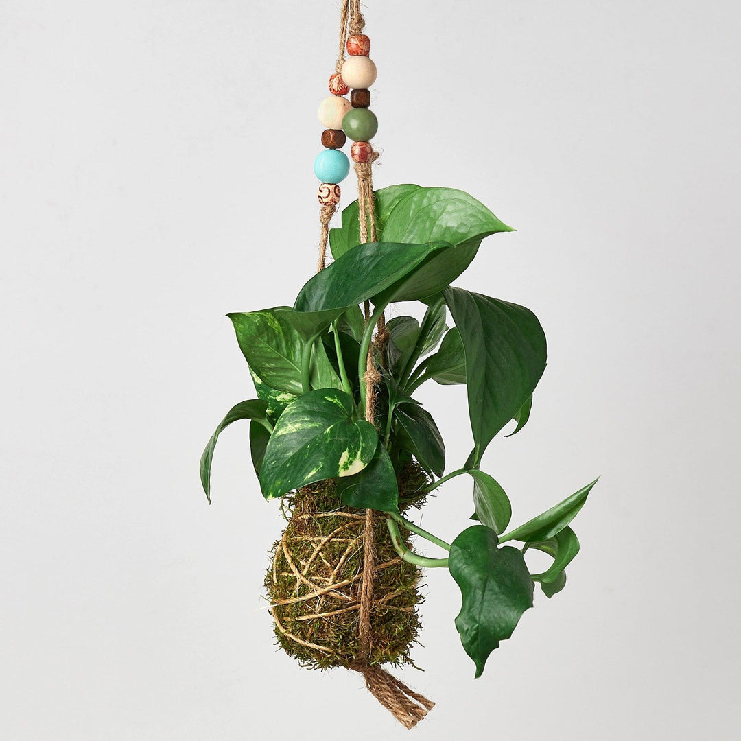 Bead Kokedama Moss Ball Hanging Plant - Casey & Company