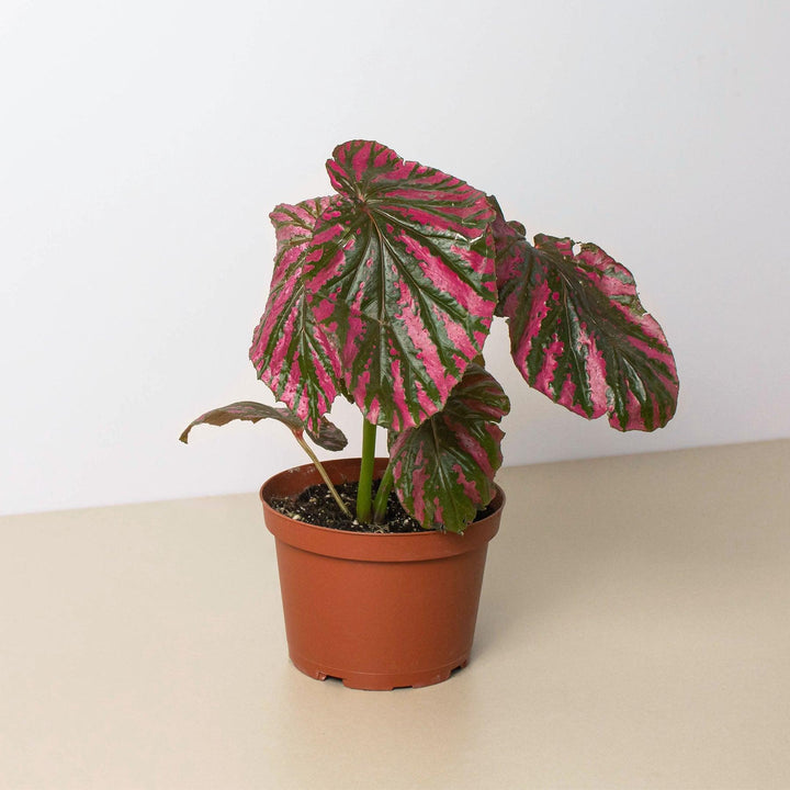 Begonia 'Exotica' - Casey & Company