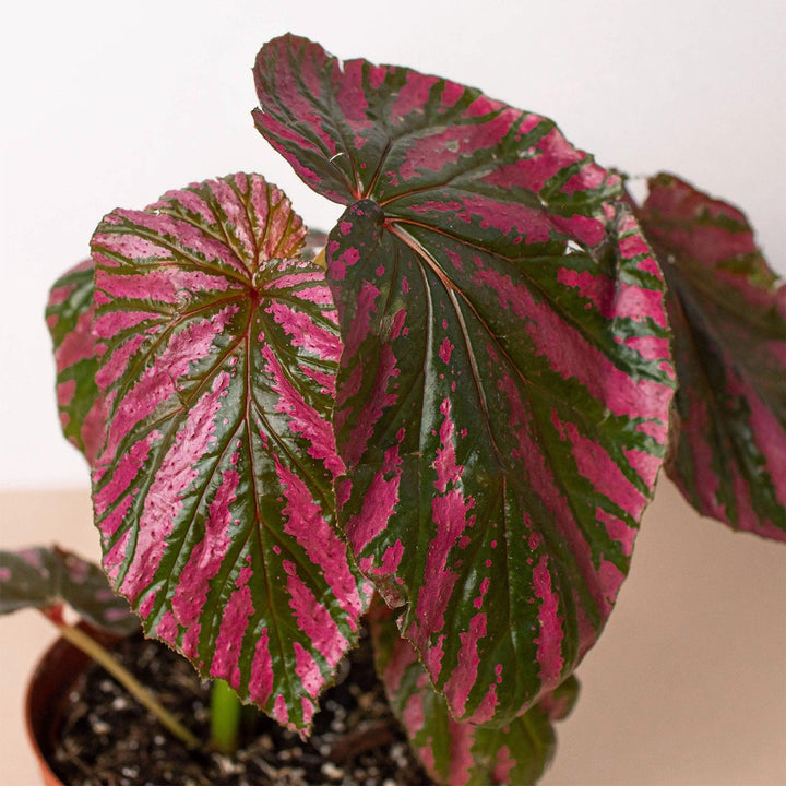 Begonia 'Exotica' - Casey & Company