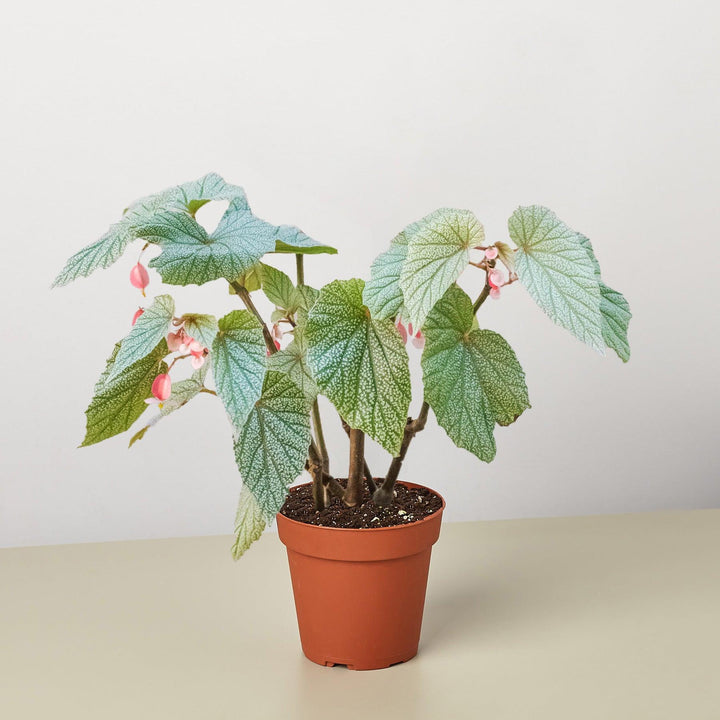 Begonia 'Frosty' - Casey & Company