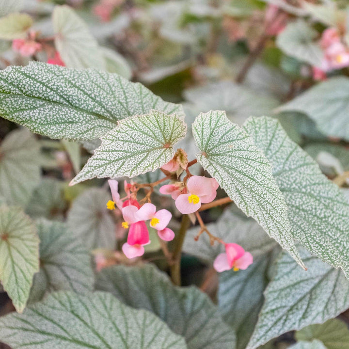 Begonia 'Frosty' - Casey & Company