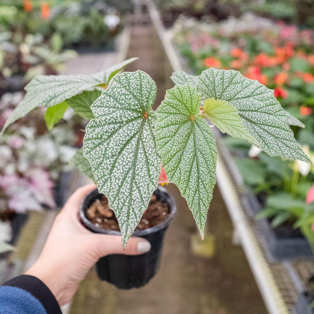 Begonia 'Frosty' - Casey & Company