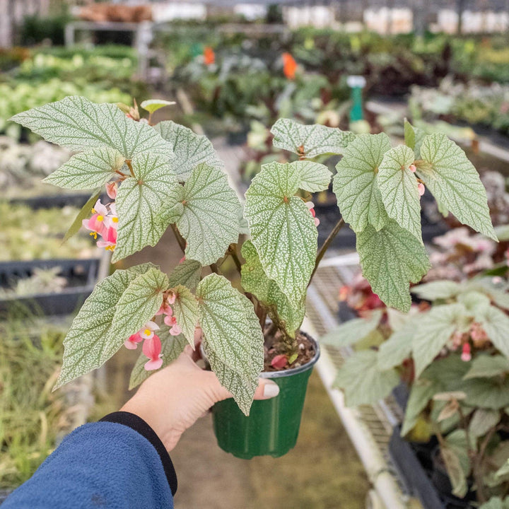 Begonia 'Frosty' - Casey & Company