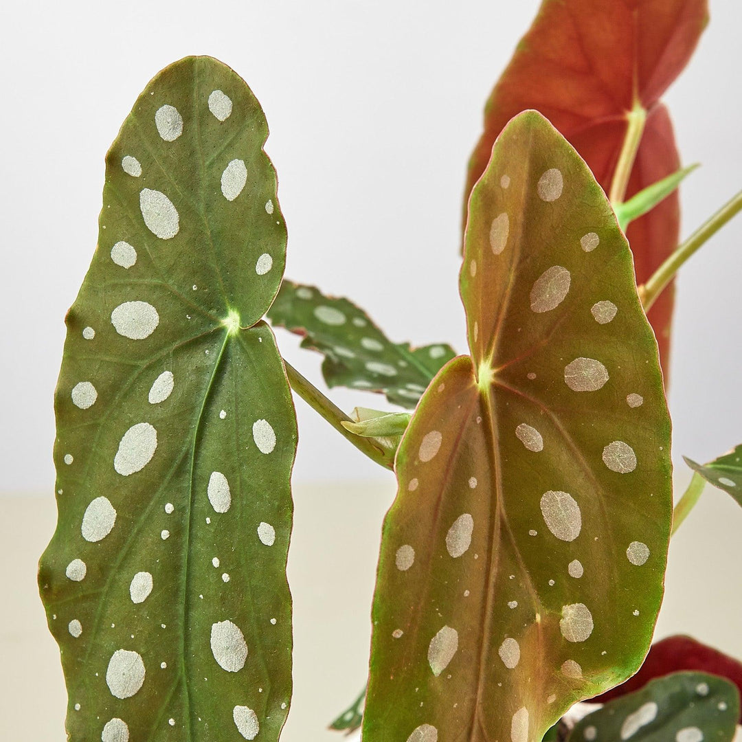 Begonia 'Maculata' - Casey & Company