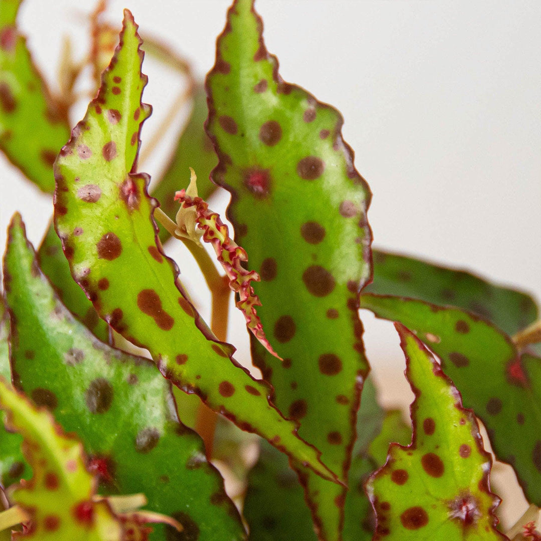 Begonia 'Pink Spotted' - Casey & Company