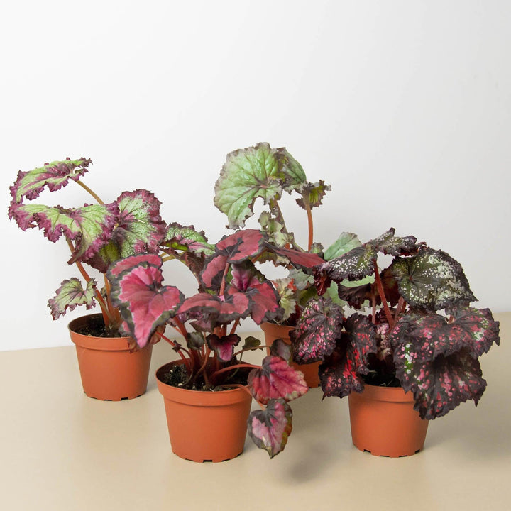 Begonia 'Rex' - 4 Pack Variety - Casey & Company