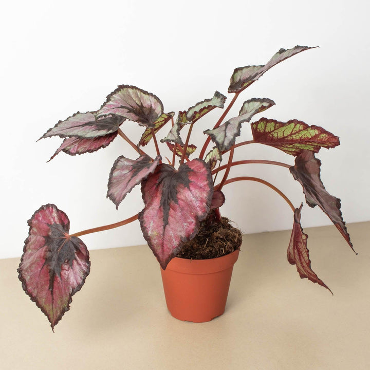 Begonia 'Rex' - 4 Pack Variety - Casey & Company