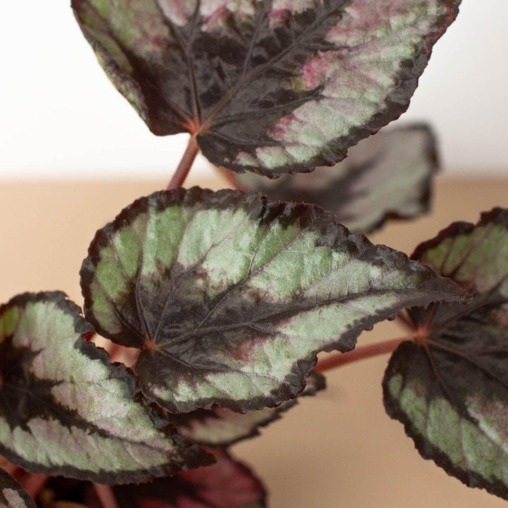 Begonia 'Rex' - 4 Pack Variety - Casey & Company