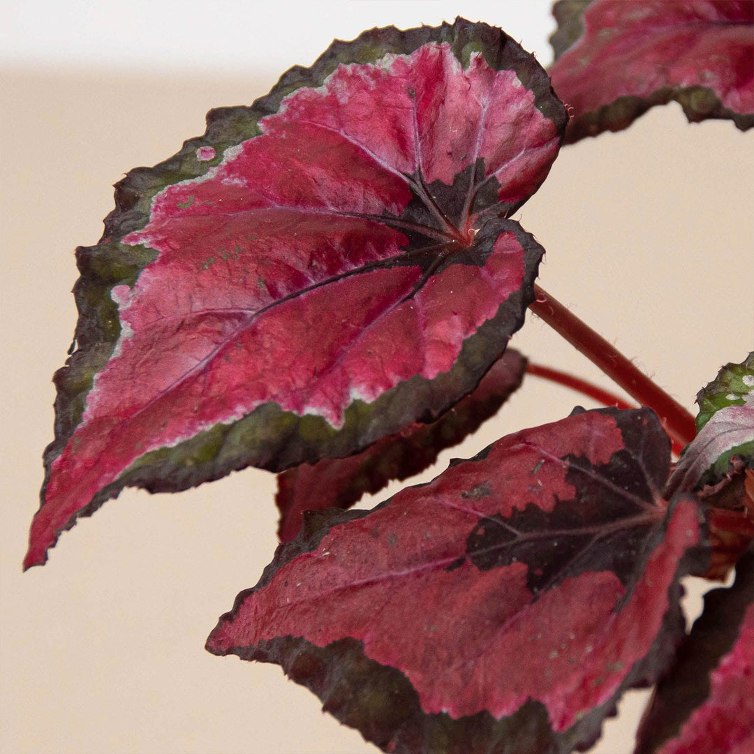 Begonia 'Rex' - 4 Pack Variety - Casey & Company