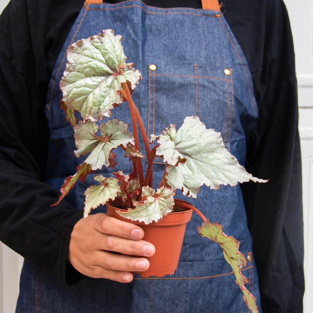 Begonia 'Rex' - 4 Pack Variety - Casey & Company