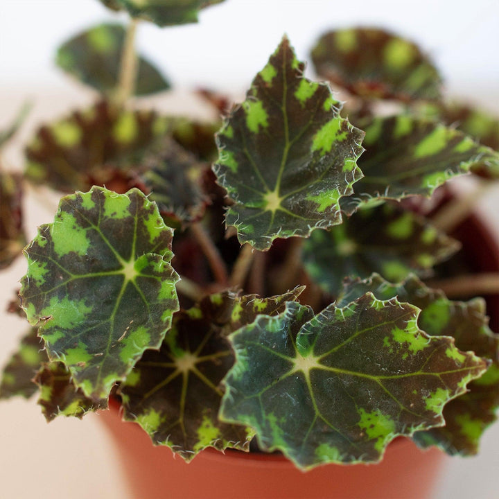 Begonia Tiger Paws - 4" Pot - Casey & Company