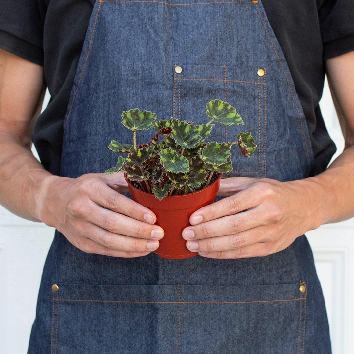 Begonia Tiger Paws - 4" Pot - Casey & Company