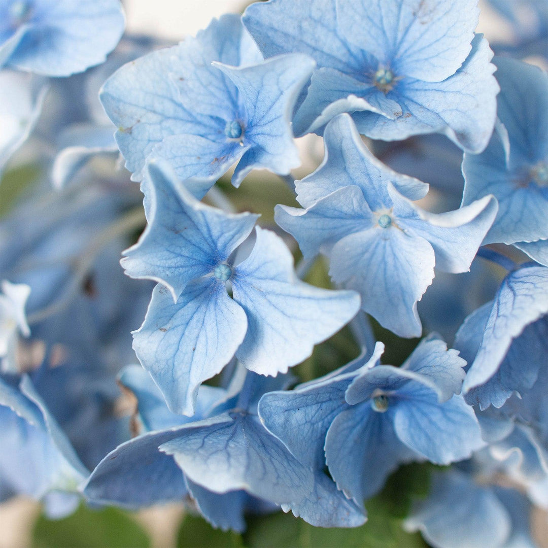 Blue Hydrangea - Casey & Company