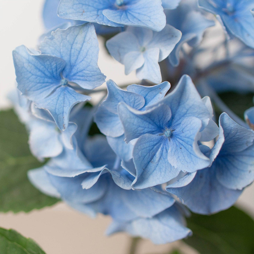 Blue Hydrangea - Casey & Company