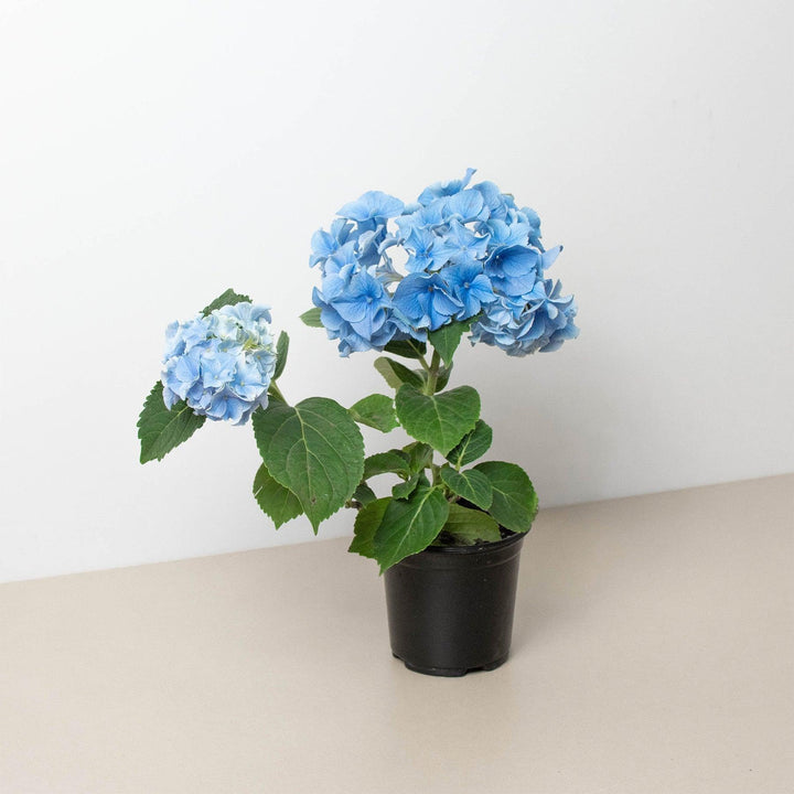 Blue Hydrangea - Casey & Company