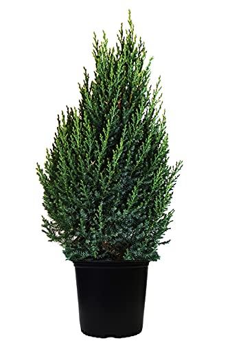 Blue Point Juniper – Casey & Company