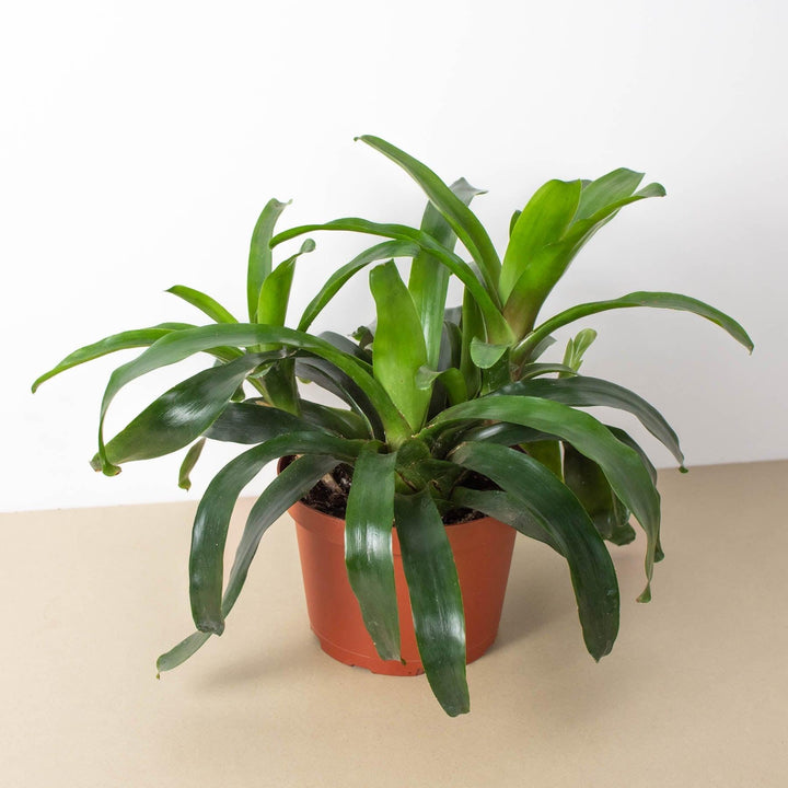 Bromeliad Bossanoa - 6" Pot - Casey & Company