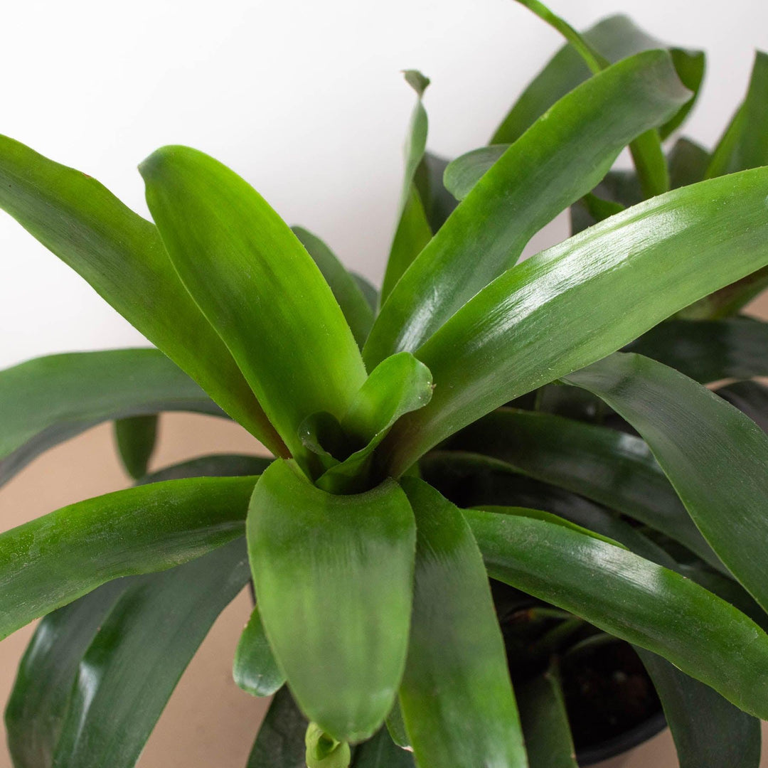 Bromeliad Bossanoa - 6" Pot - Casey & Company