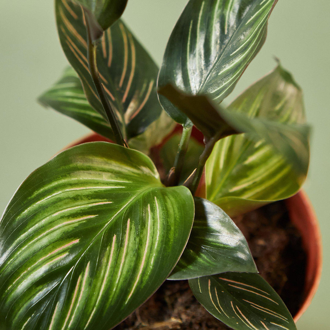 Calathea 'Beauty Star' - Casey & Company