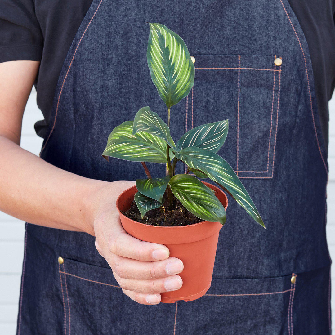 Calathea 'Beauty Star' - Casey & Company