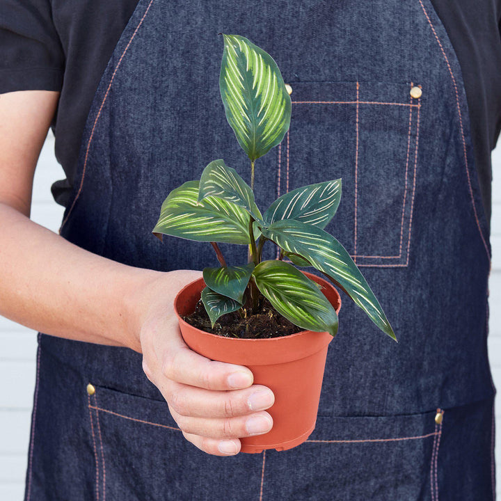 Calathea 'Beauty Star' - Casey & Company