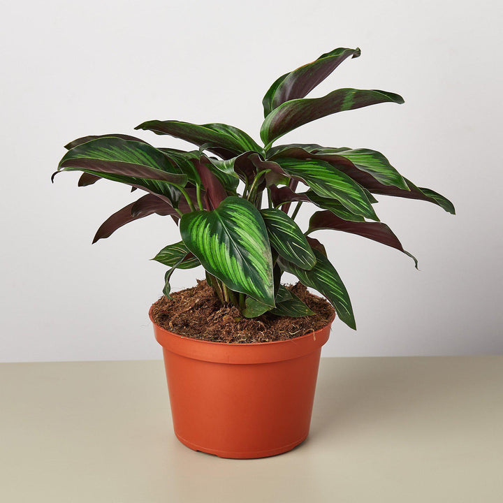 Calathea 'Beauty Star' - Casey & Company