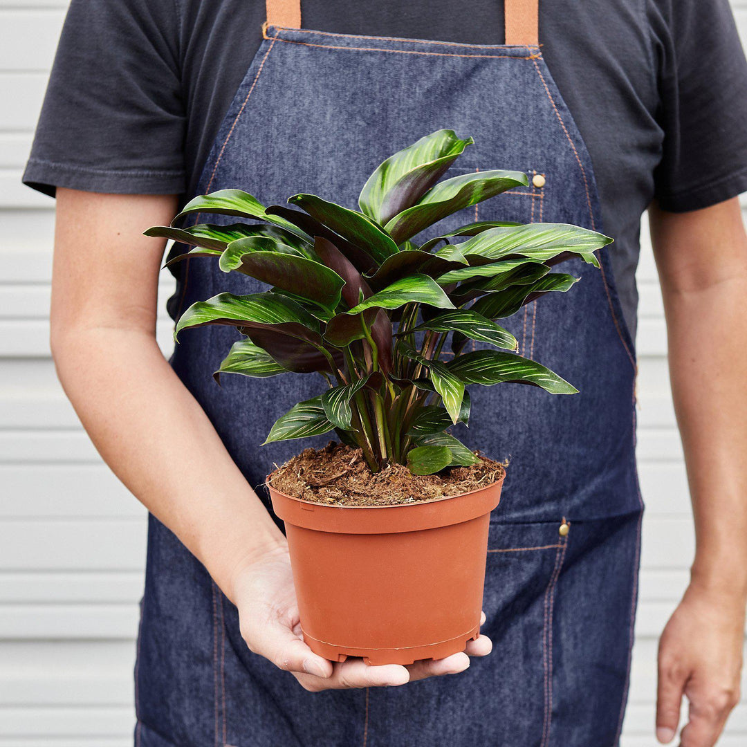 Calathea 'Beauty Star' - Casey & Company