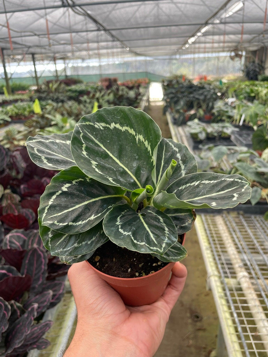 Calathea 'Green Goddess' - Casey & Company