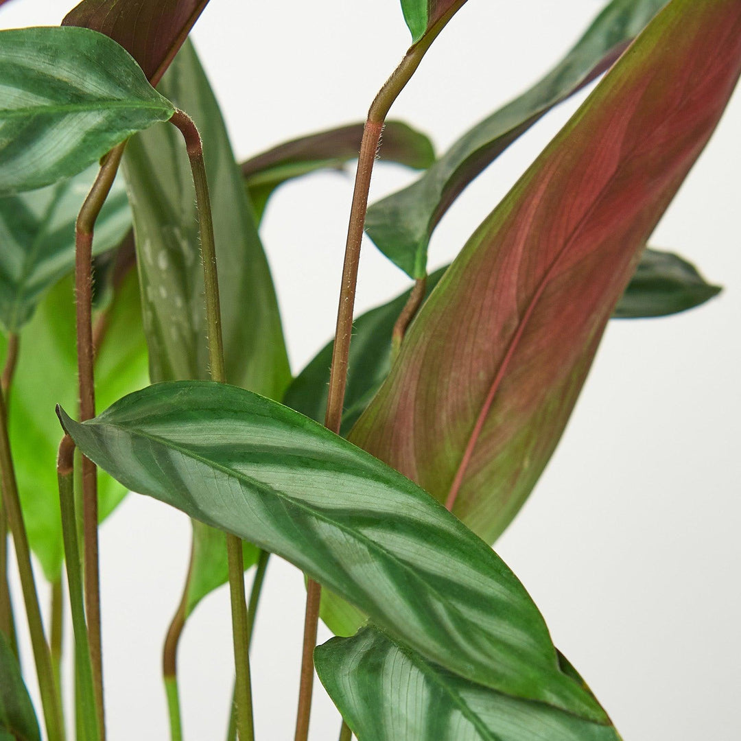 Calathea 'Grey Star' - Casey & Company