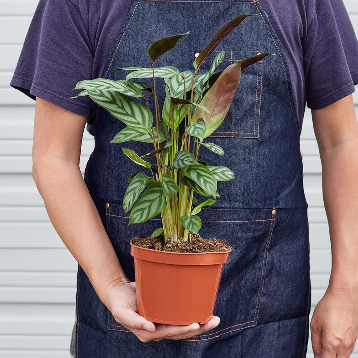 Calathea 'Grey Star' - Casey & Company