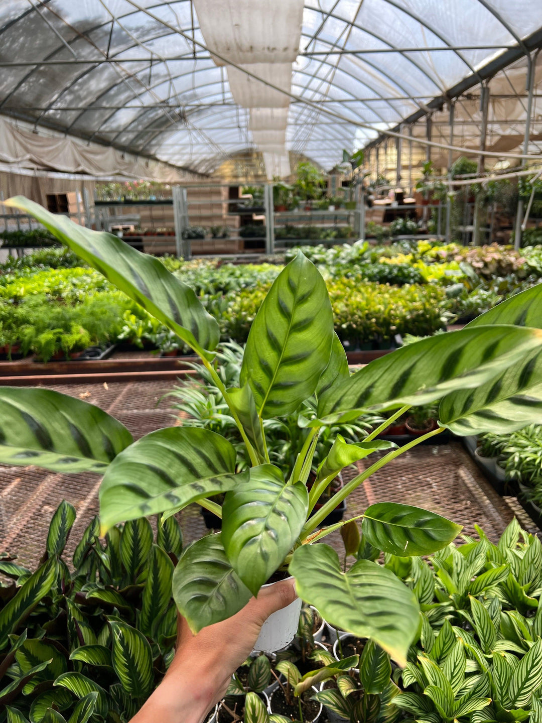 Calathea Leopardina - Casey & Company