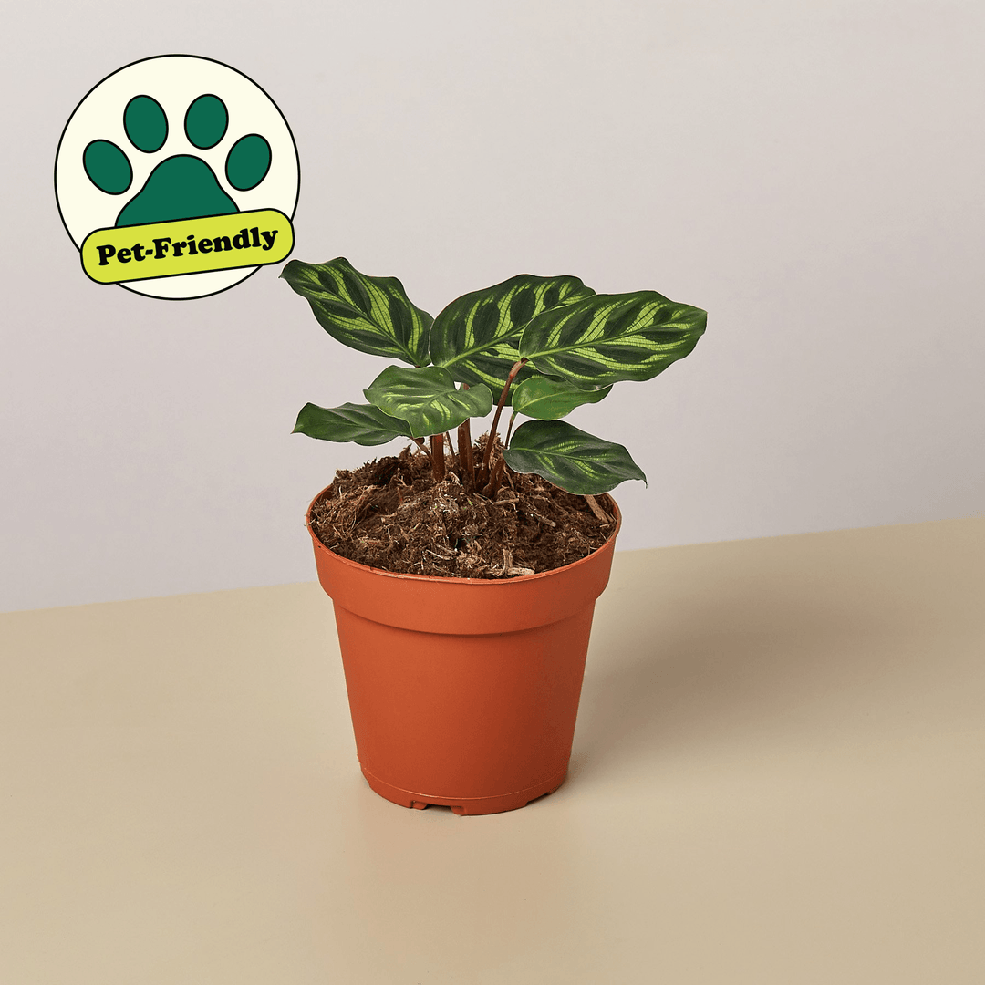 Calathea 'Makoyana' - Casey & Company