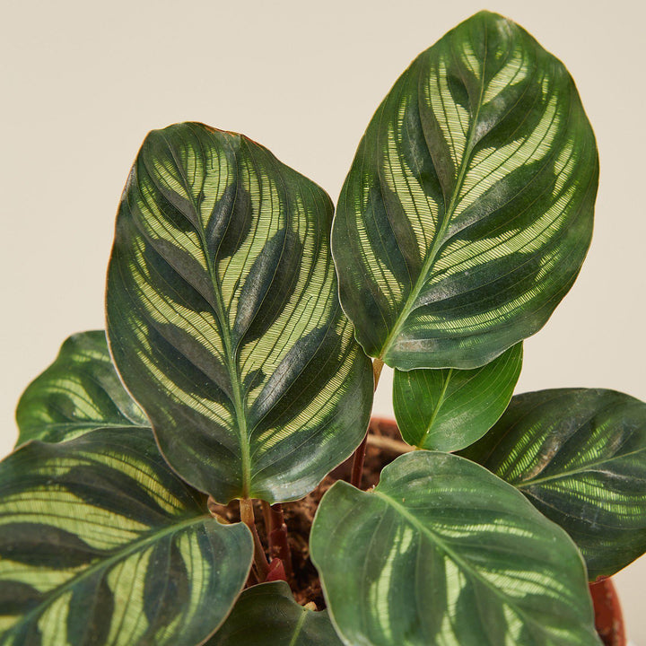 Calathea 'Makoyana' - Casey & Company