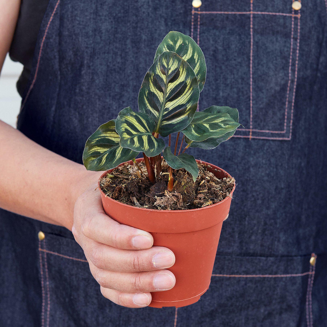 Calathea 'Makoyana' - Casey & Company