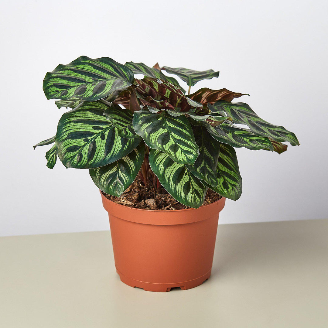 Calathea 'Makoyana' - Casey & Company