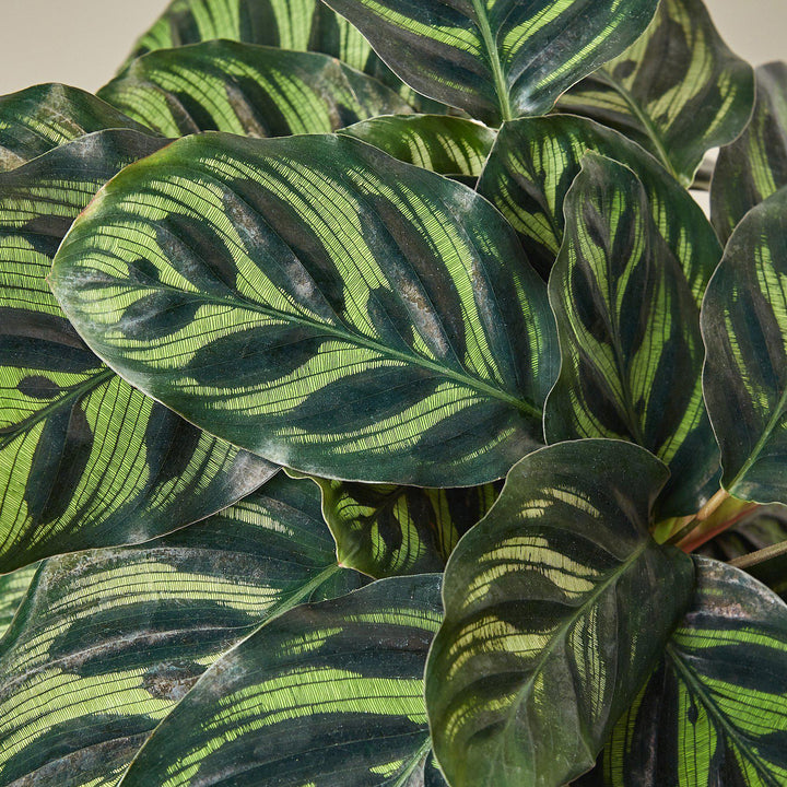 Calathea 'Makoyana' - Casey & Company