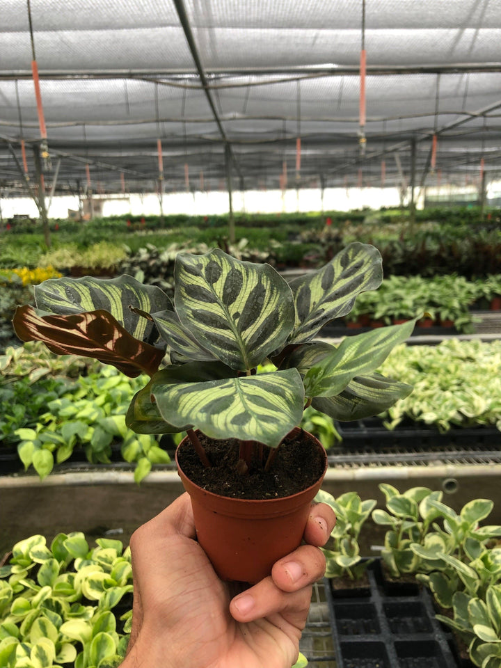 Calathea 'Makoyana' - Casey & Company