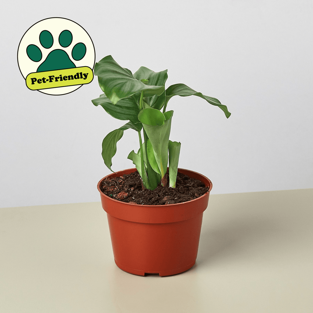 Calathea 'Orbifolia' - Casey & Company