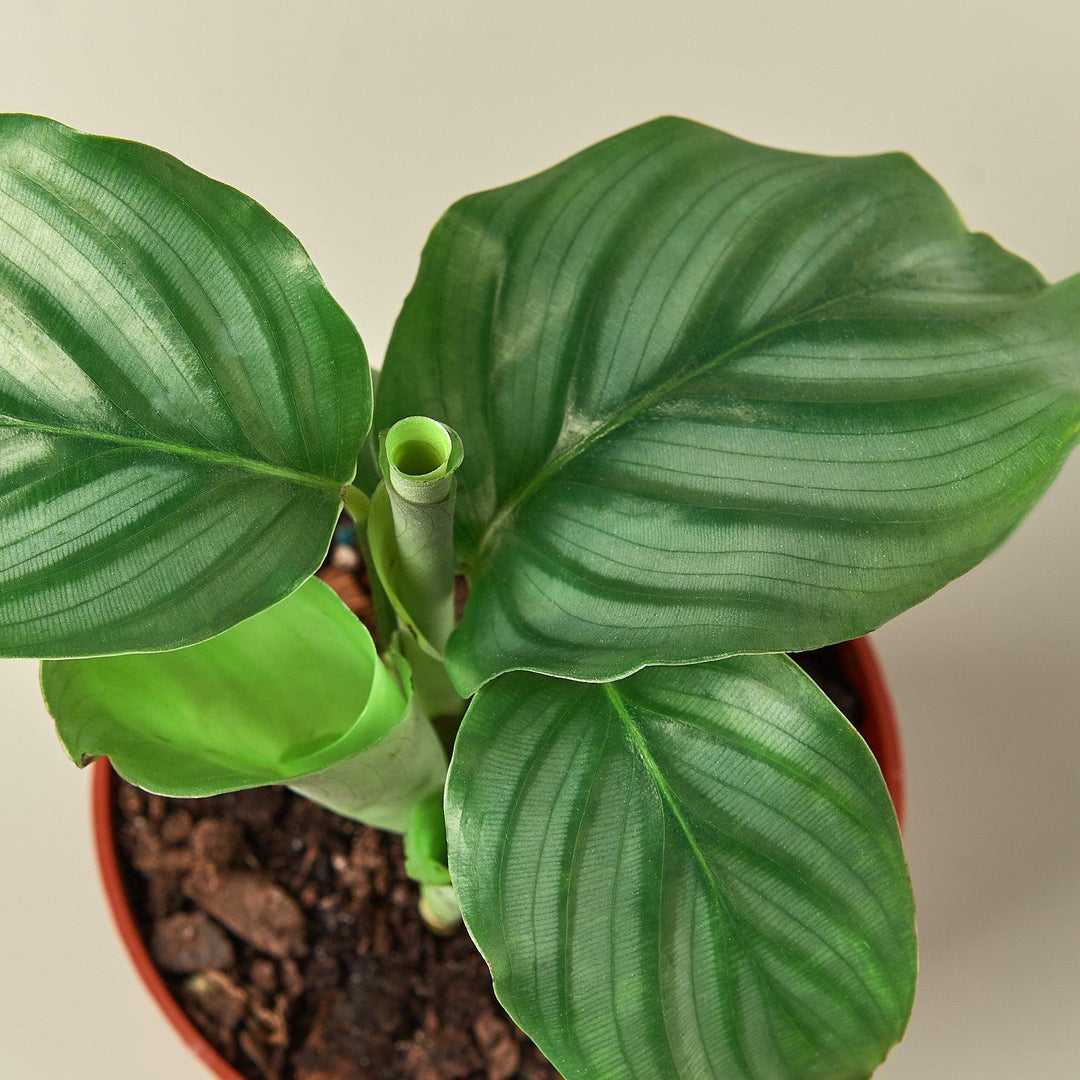 Calathea 'Orbifolia' - Casey & Company