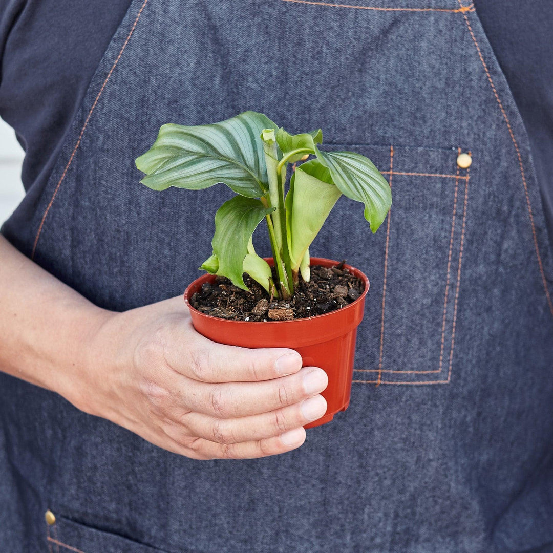 Calathea 'Orbifolia' - Casey & Company