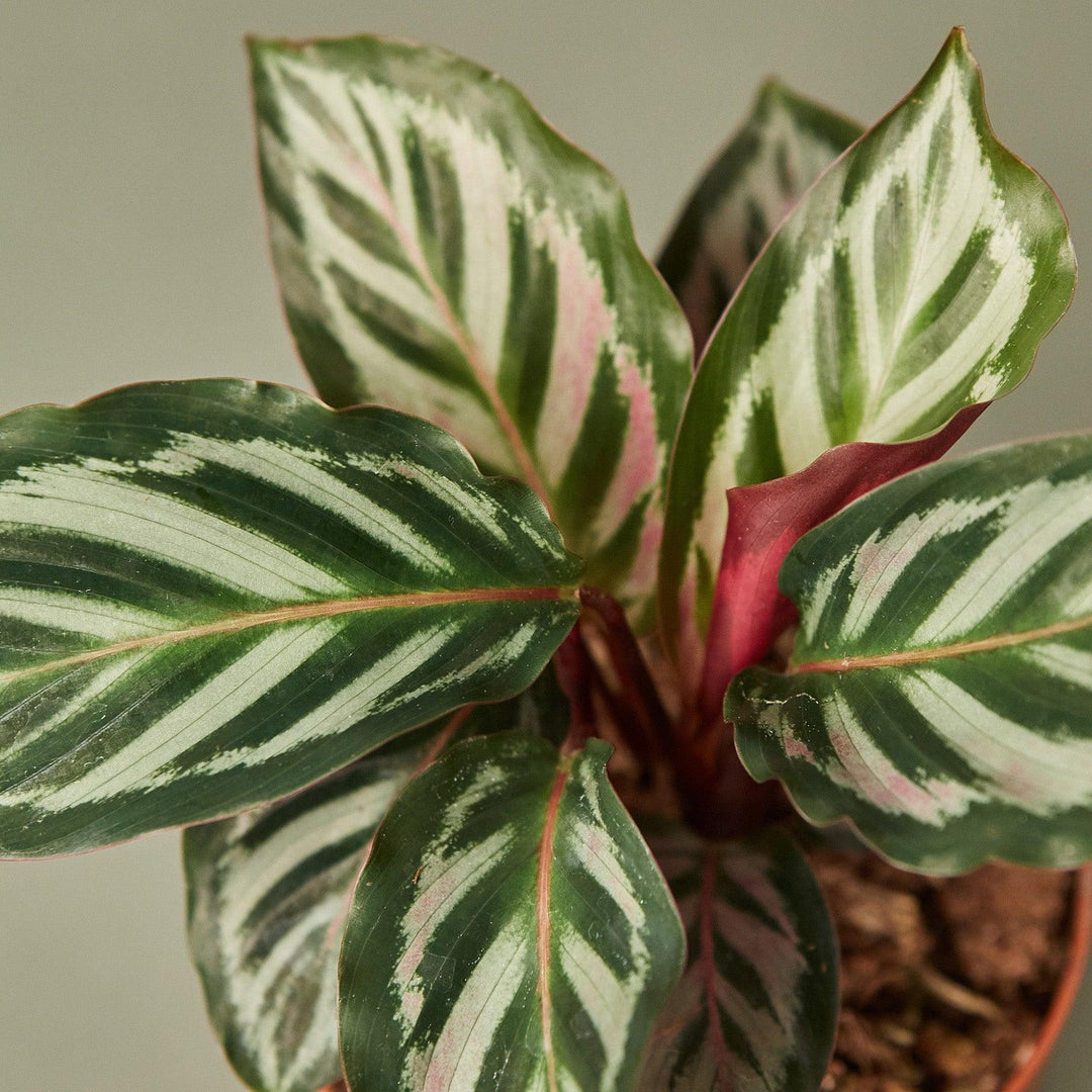 Calathea 'Peacock' - Casey & Company