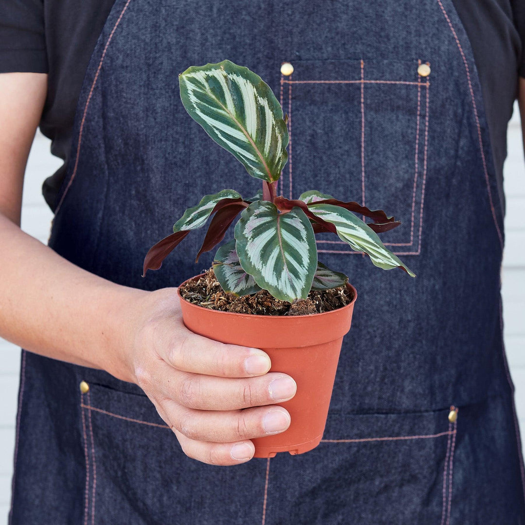 Calathea 'Peacock' - Casey & Company