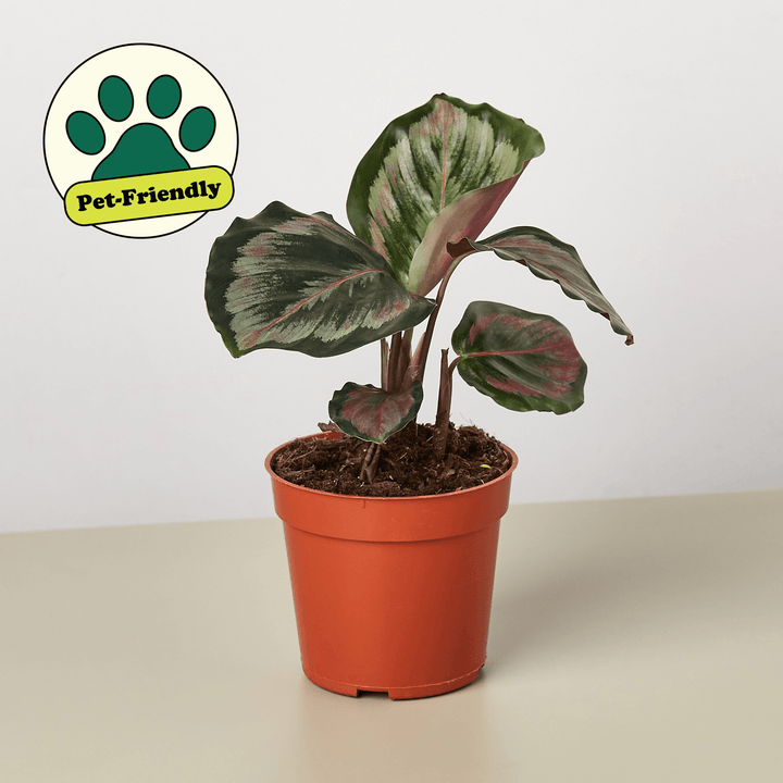 Calathea Roseopicta 'Medallion' II - Casey & Company