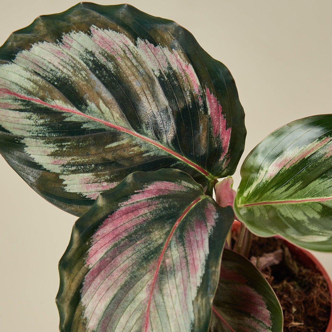 Calathea Roseopicta 'Medallion' II - Casey & Company