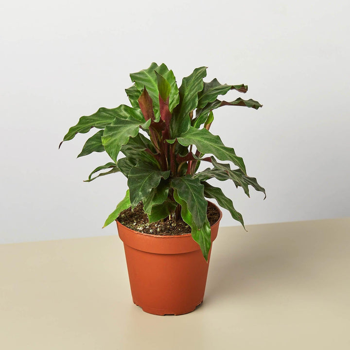 Calathea Rufibarba 'Furry Feather' - Casey & Company