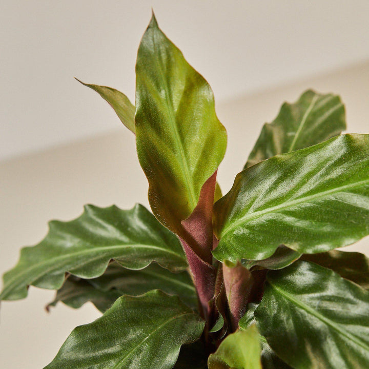 Calathea Rufibarba 'Furry Feather' - Casey & Company